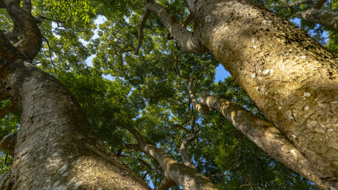 森林大自然-逆光光影清晨光线丁达尔光4K