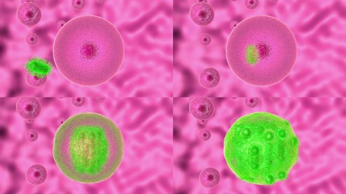 致病微生物在活细胞内分裂