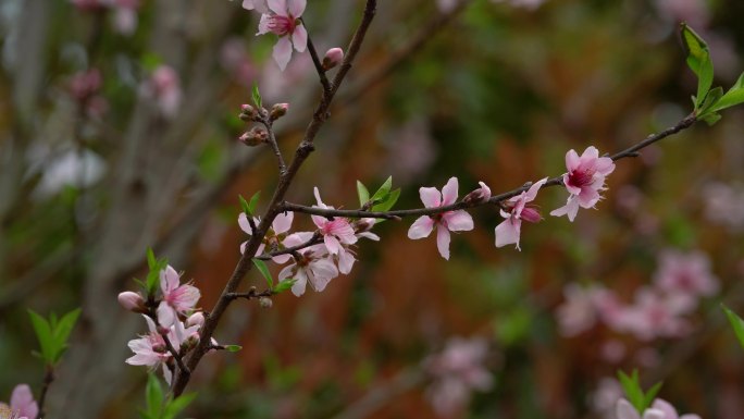 4K 春天桃花盛开