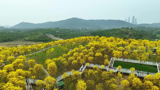 4K航拍南宁青秀山黄花风铃谷