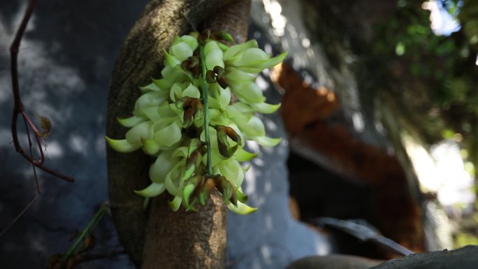 禾雀花 清明节 青春标题 春天 15秒