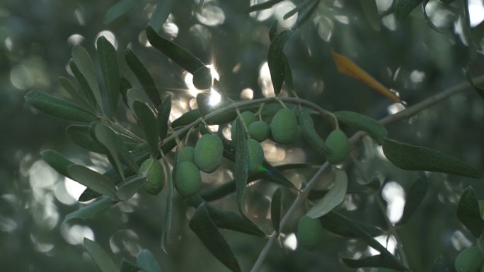 有阳光的橄榄树成熟绿橄榄果农场