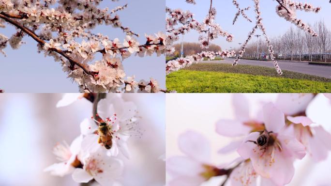 春天来了，杏花开化，蜜蜂采蜜  蝴蝶飞舞