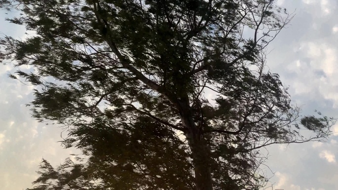 B15一棵大树 大风吹树木 夕阳下的树木