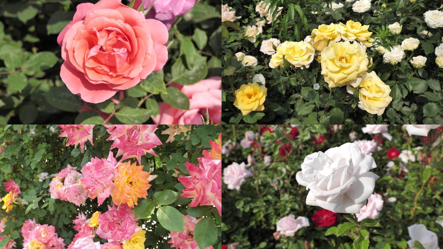鲜花特写玫瑰月季美丽花朵4K