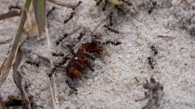 蚂蚁捕猎-延时