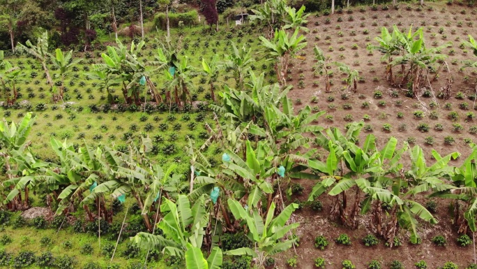 香蕉种植园航拍