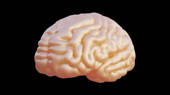 人脑动画模型大脑3D