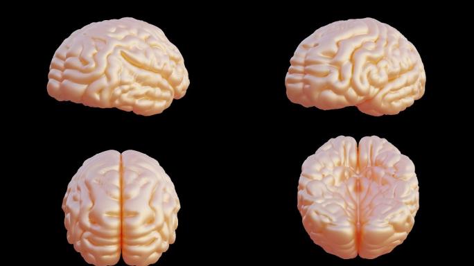 人脑动画模型大脑3D