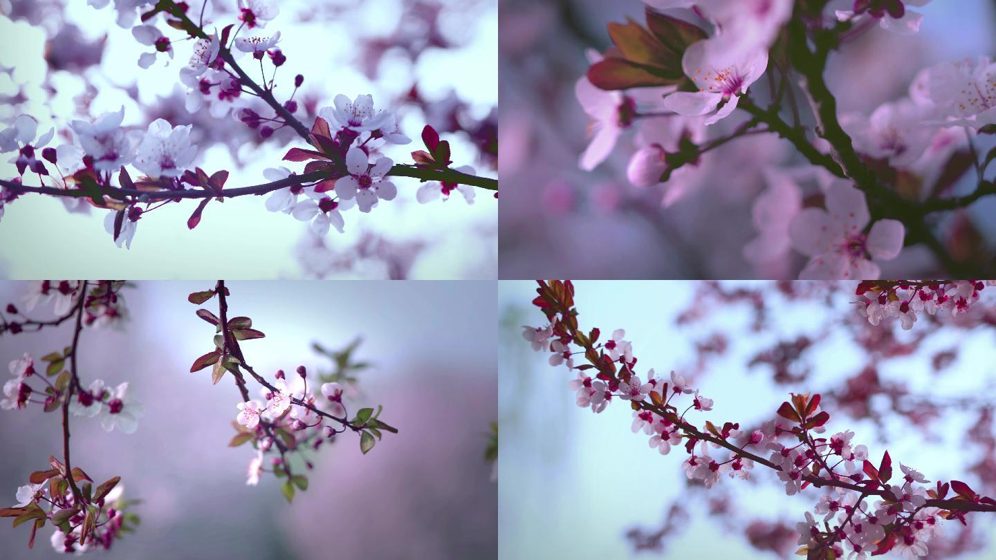 春暖花开、赏花、樱桃李、紫叶李、桃花
