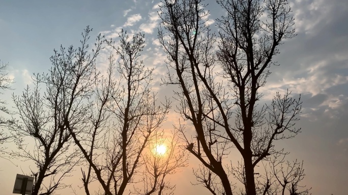 B9 落日余晖 夕阳下的白杨树 黄角树