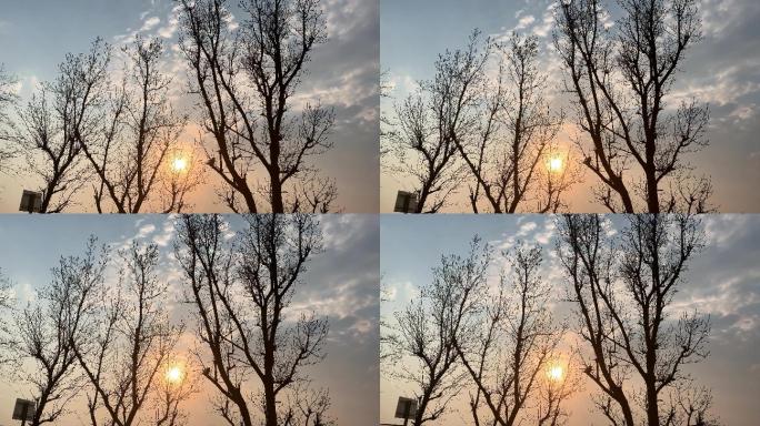 B9 落日余晖 夕阳下的白杨树 黄角树