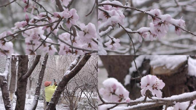 雪中挑花古风下雪中国风挑树开花春暖花开