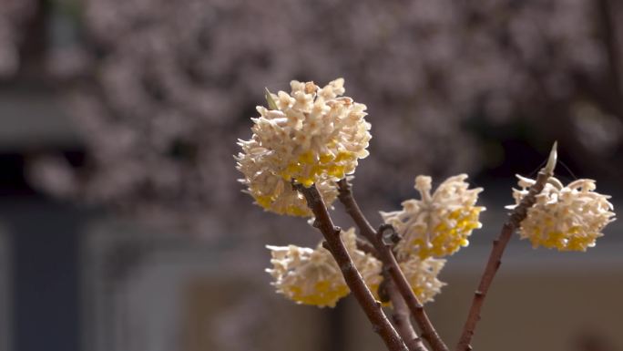 结香花实拍视频素材A