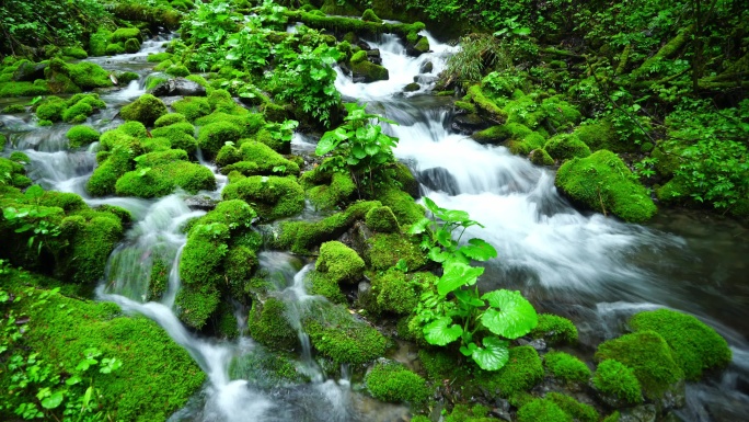 山中植被掩映下奔流的山泉水