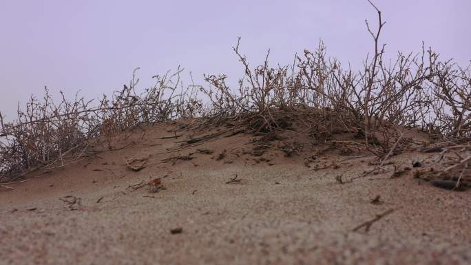沙丘枯草