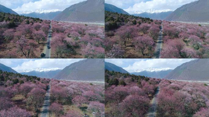 波密桃花沟