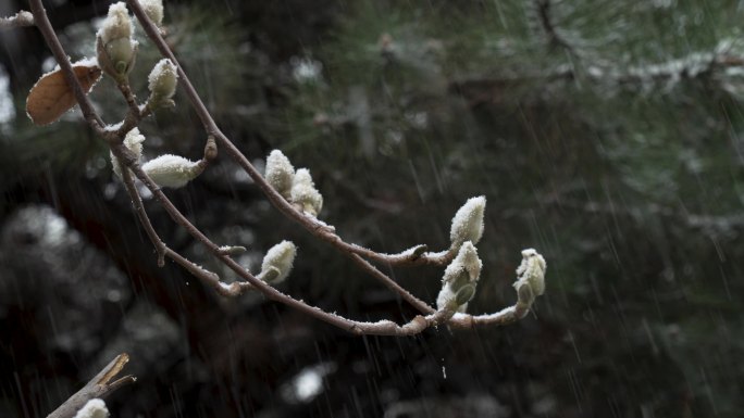 雪中盛开的玉兰花