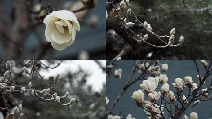雪中盛开的玉兰花