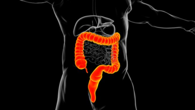 大肠3D插图脾脏食道大肠