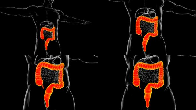 大肠3D插图脾脏食道大肠