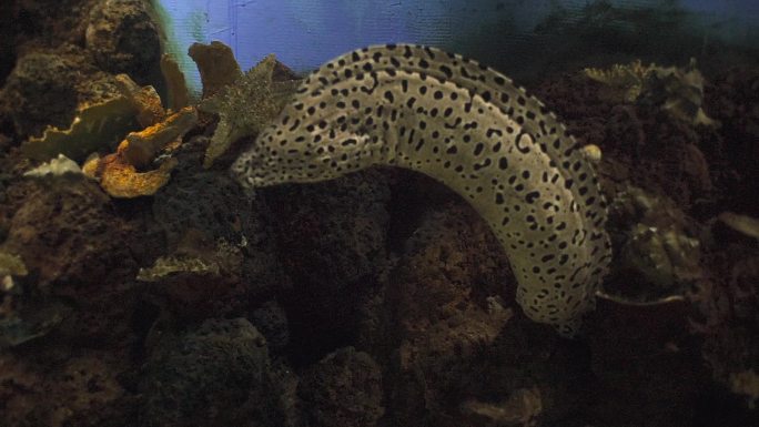 海鳗 海底 水下 高清