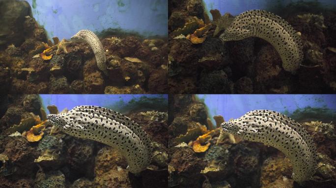 海鳗 海底 水下 高清