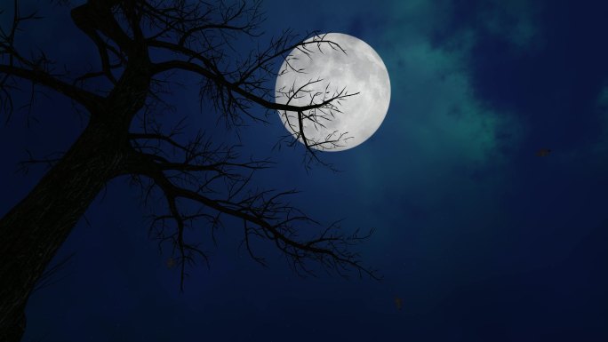 4K树影枯树月亮晚上动态背景