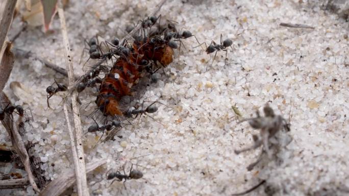 蚂蚁捕食昆虫