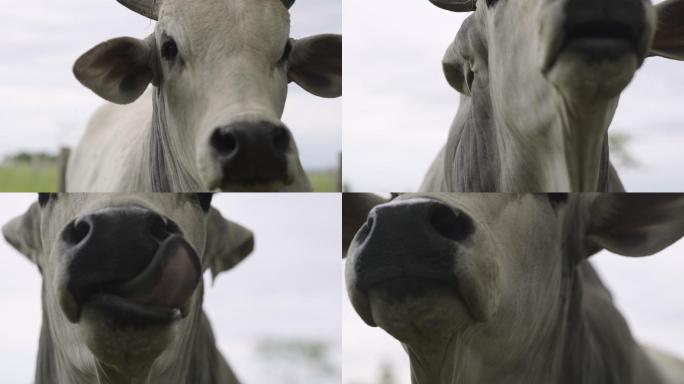 公牛的头部和鼻子的特写镜头