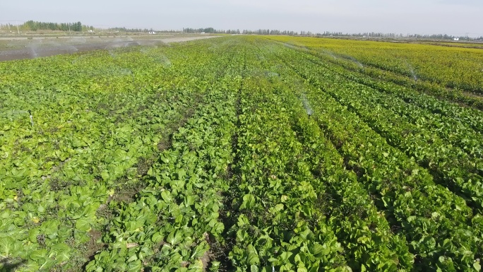 油菜花 农业自动化灌溉