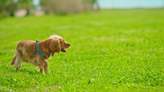 可爱的可卡犬在草坪上