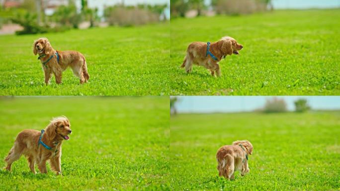 可爱的可卡犬在草坪上