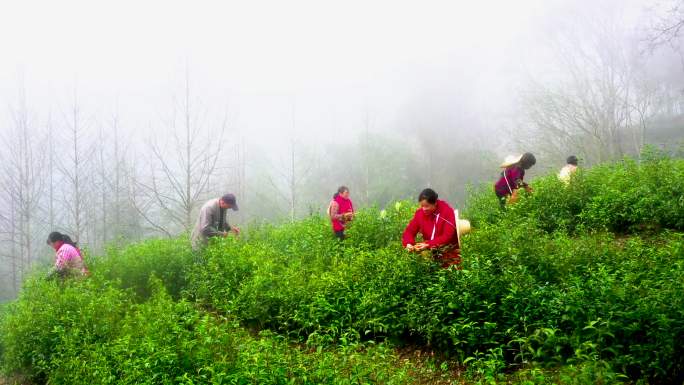 手工采茶