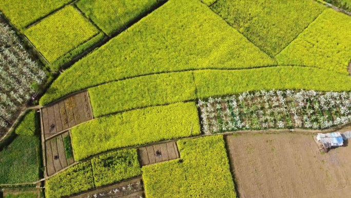 四川德阳罗江区大井村春花秋月梨花风景航拍