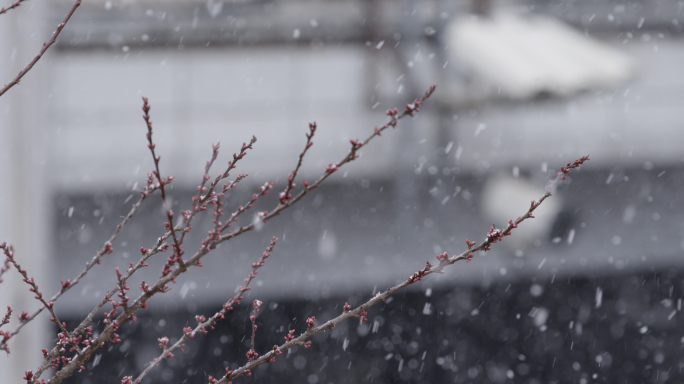 北京春雪，城市街头，倒春寒，春天的雪