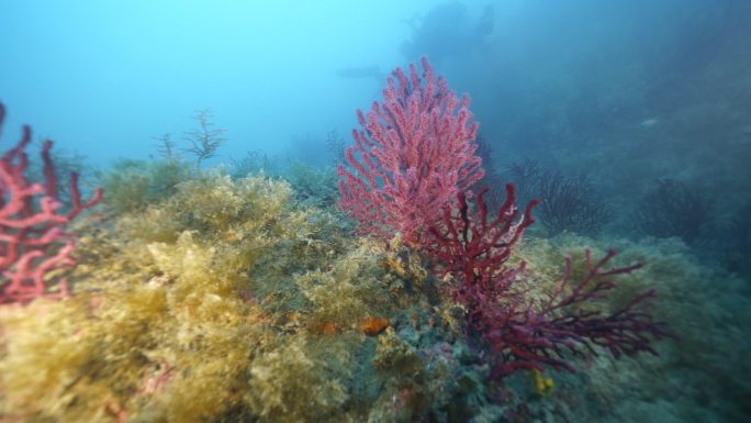 海底景观珊瑚礁