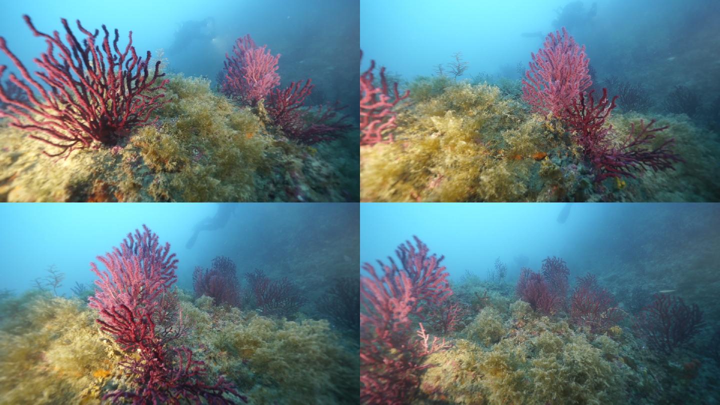海底景观珊瑚礁