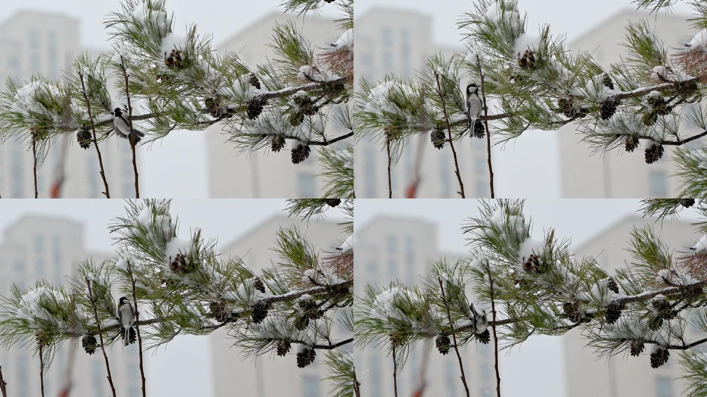 雪后树上嬉戏的鸟