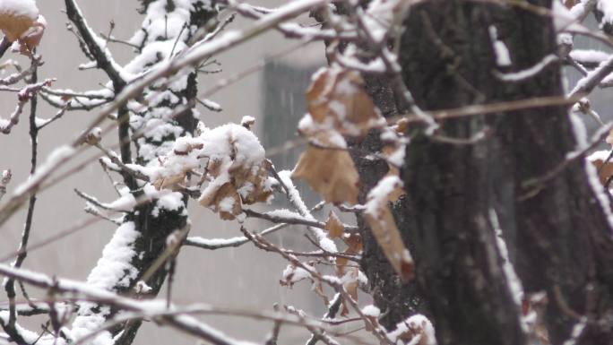 下雪干树枝早春二月下金黄叶子雪中残叶