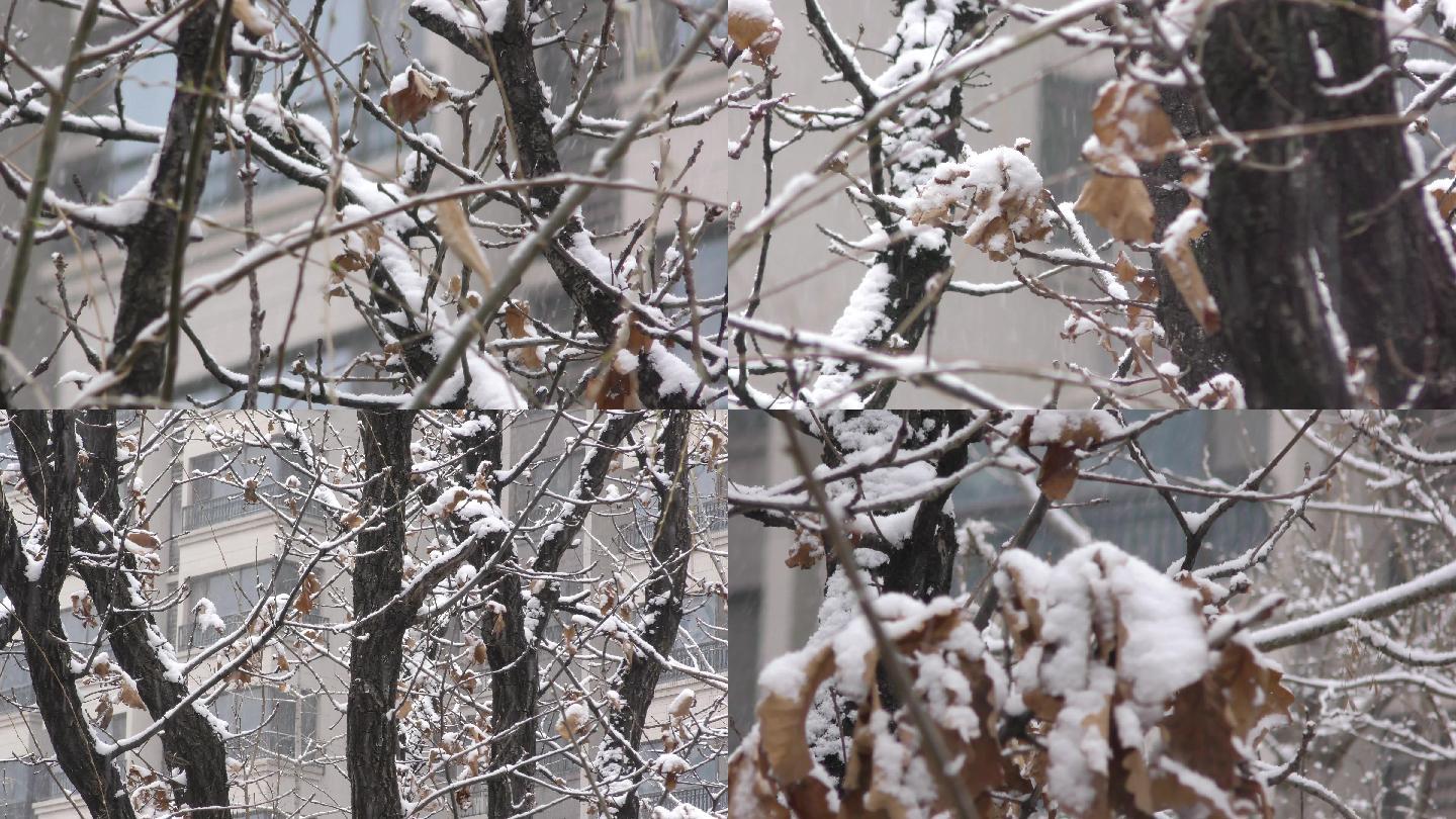 下雪干树枝早春二月下金黄叶子雪中残叶