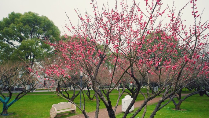 踏雪寻梅旅拍雨雪中的梅花