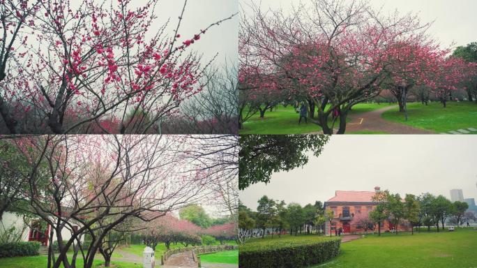 踏雪寻梅旅拍雨雪中的梅花