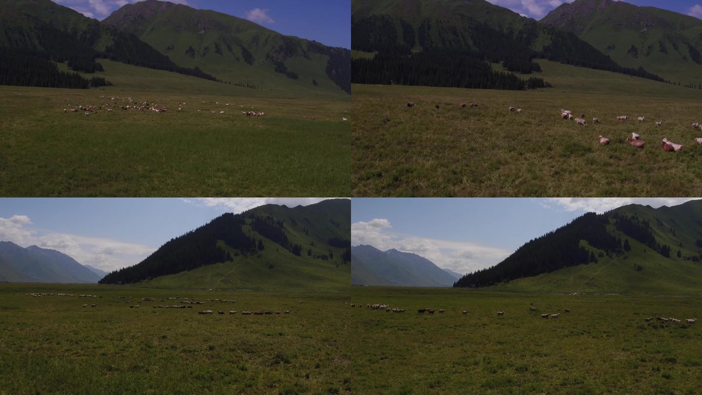 草场航拍 羊群牲畜奔跑 新疆风光