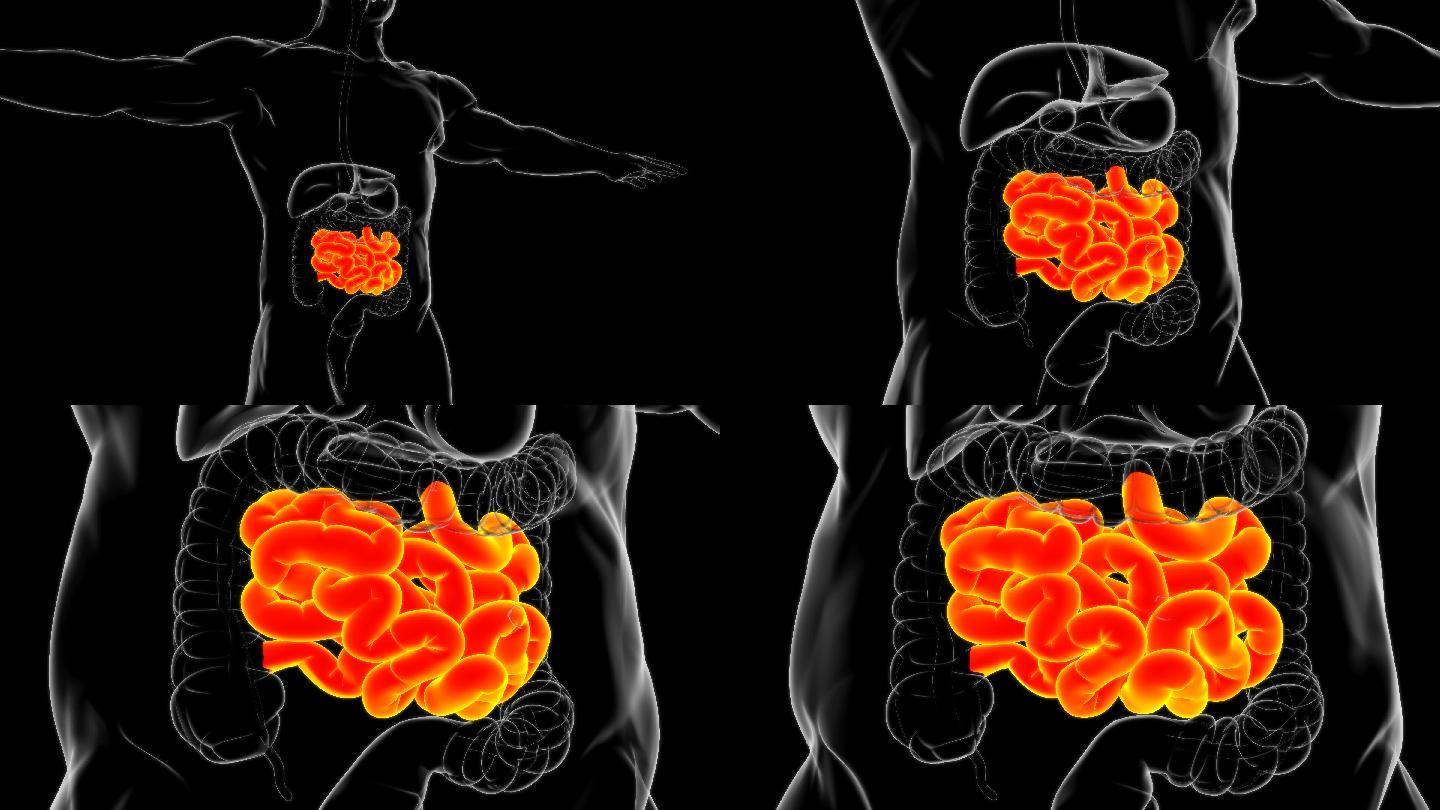 人体小肠解剖学插图人体内脏生物学