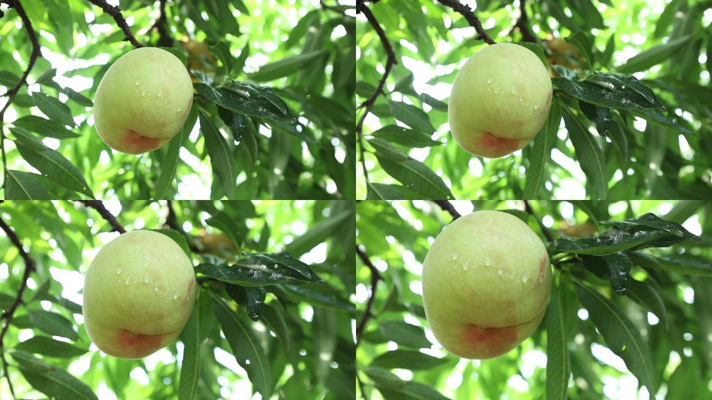升格拍摄雨后的水蜜桃