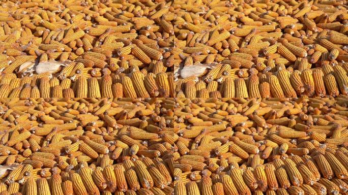 玉米 丰收