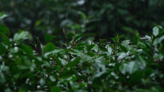 杭州西湖龙井春雨雨滴茶园新茶升格拍摄