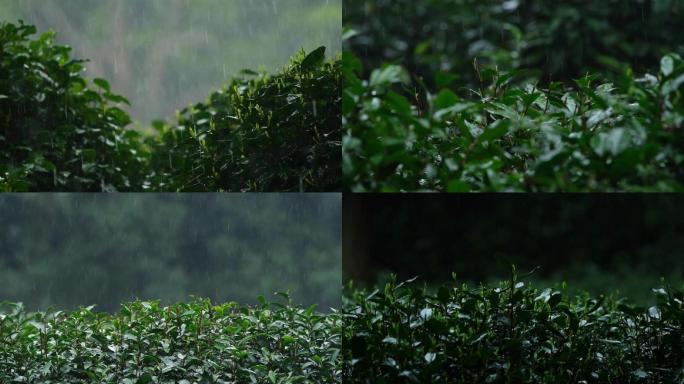 杭州西湖龙井春雨雨滴茶园新茶升格拍摄