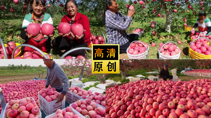 苹果-红富士-片红-条红-糖心果-老农民